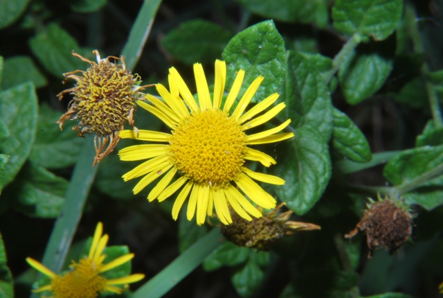 Pulicaria dysenterica